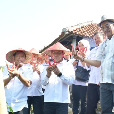 Jamin Ketersediaan Kebutuhan Pokok Menjelang NATARU, Sekda Majalengka Hadiri Panen Cabai Di Desa Pakubeureum serta Lakukan Monitoring Stabilisasi Harga di Pasar